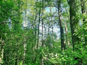 Prodej lesa, Orlová, Větrná, 2329 m2