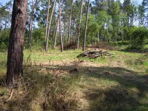 Prodej lesa, Tasov, 625 m2