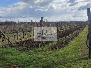 Prodej sadu/vinice, Drnholec, 550 m2
