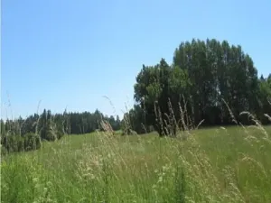 Prodej pole, Kolinec, 75440 m2