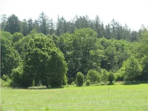Prodej pole, Kolinec, 75440 m2