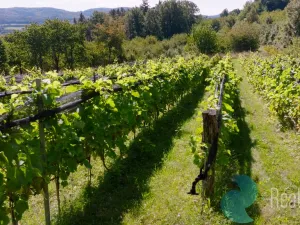 Prodej zemědělské usedlosti, Lhenice - Hrbov, 170 m2