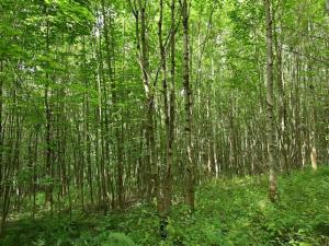 Prodej louky, Lánov - Horní Lánov, 45289 m2