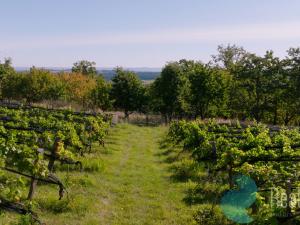 Prodej sadu/vinice, Lhenice, 8045 m2