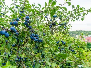 Prodej rodinného domu, Libčice nad Vltavou, Holubická, 56 m2