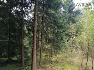 Prodej lesa, Zvěstov - Libouň, Zvěstov, 7836 m2