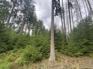 Prodej lesa, Pavlov, 1135 m2
