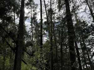 Prodej podílu lesa, Herálec, 1094 m2