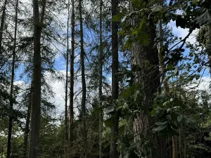 Prodej podílu lesa, Herálec, 1094 m2