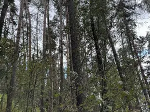 Prodej podílu lesa, Herálec, 1094 m2