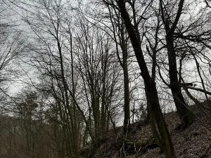 Prodej podílu lesa, Luka, 3584 m2