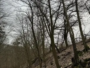 Prodej podílu lesa, Luka, 3584 m2