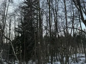 Prodej podílu lesa, Smilovy Hory, 938 m2