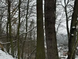 Prodej podílu lesa, Vysoká, 2782 m2