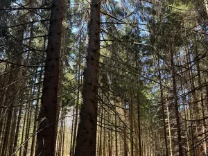 Prodej podílu pozemku, Studená, 18432 m2