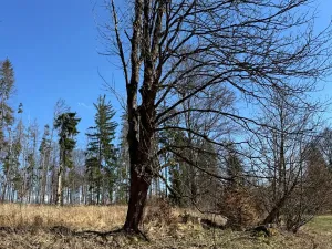 Prodej podílu pozemku, Studená, 18432 m2