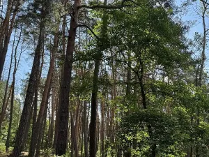 Prodej lesa, Náměšť nad Oslavou, 4445 m2