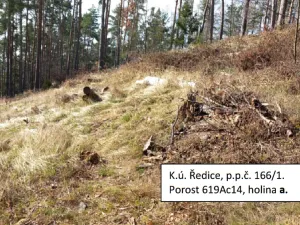 Dražba lesa, Nechvalice, 67035 m2