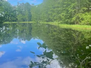 Prodej louky, Chlum u Třeboně - Žíteč, 389696 m2
