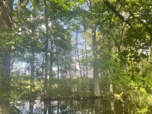 Prodej louky, Chlum u Třeboně - Žíteč, 360000 m2