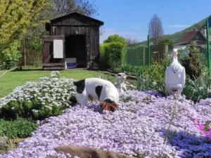 Prodej zahrady, Obrnice - České Zlatníky, 395 m2