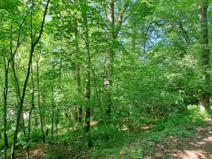 Prodej pozemku, Bechyně, 7030 m2