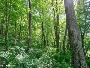 Prodej pozemku, Bechyně, 7030 m2