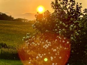 Prodej zemědělské usedlosti, Uhelná Příbram, 300 m2