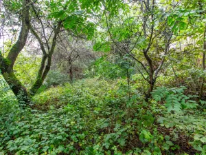 Prodej zahrady, Praha - Hloubětín, Hloubětínská, 644 m2