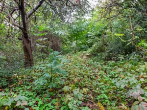 Prodej zahrady, Praha - Hloubětín, Hloubětínská, 644 m2