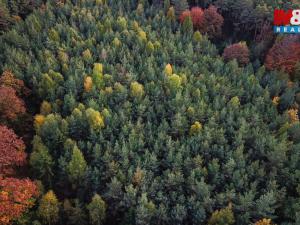 Prodej lesa, Luže - Bělá, 26435 m2