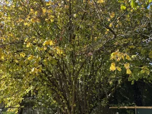 Prodej rodinného domu, Myslibořice, 65 m2