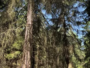 Prodej lesa, Ločenice, 16414 m2