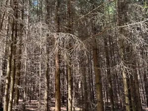 Prodej lesa, Ločenice, 16414 m2