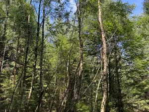 Prodej lesa, Ločenice, 16414 m2