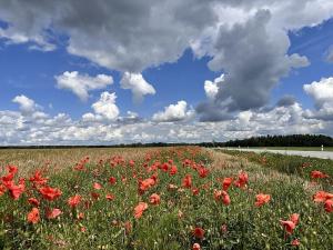 Prodej podílu louky, Veselí nad Lužnicí, 456 m2