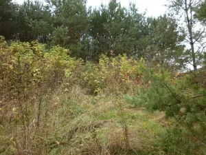 Dražba louky, Kladruby, 42411 m2