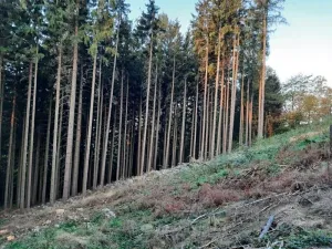 Prodej podílu lesa, Nový Hrádek, 10796 m2