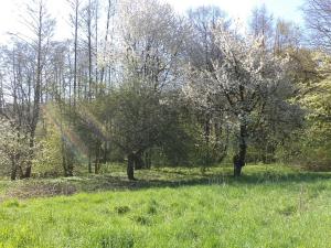 Dražba pozemku pro bydlení, Kamenná, 2542 m2