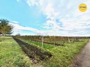 Prodej sadu/vinice, Prušánky, 700 m2