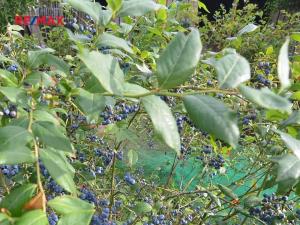 Prodej rodinného domu, Měšice, Nová, 122 m2