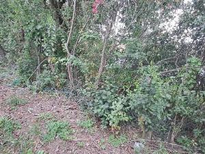 Prodej komerčního pozemku, Měšice, 2035 m2