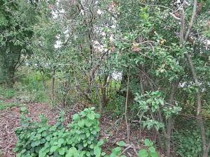 Prodej komerčního pozemku, Měšice, 2035 m2