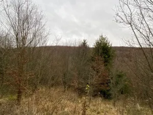 Dražba lesa, Šarovy, 11619 m2