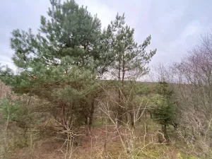 Dražba lesa, Šarovy, 11619 m2