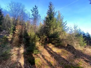 Dražba lesa, Ústí nad Labem, 11769 m2