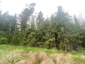 Dražba lesa, Blížejov, 3197 m2