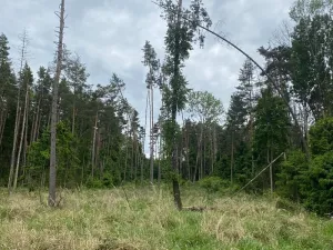 Dražba lesa, Blížejov, 3197 m2