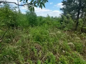 Prodej podílu lesa, Dolní Cerekev, 11817 m2