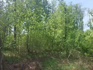 Prodej lesa, Zachotín, 792 m2